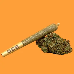 (each) Black Phoenix - Preroll