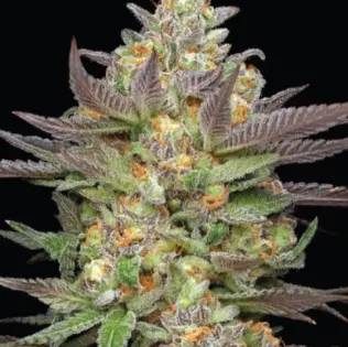 (each) Jersey Strong Cannabis | Squirt x Mint Jelly (S-H) Organic Pre Rolls | 2 Pack (1g)